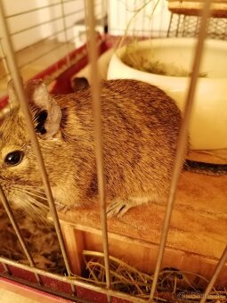 Osmák Degu - 7