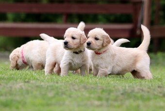 Zlatý retriever/ Golden retriever - 7
