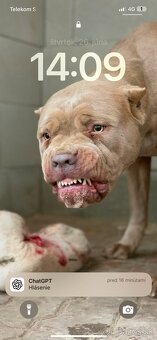 Bandog, Molos, Mastif - 7