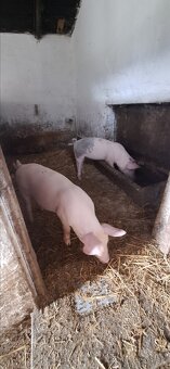 10 tyždňové odstavčata - 7
