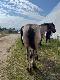 Arden kobyla +zrieba - 7