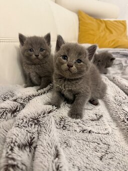 Britské mačiatka - 7