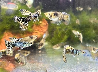 Guppy_čisté formy - 7