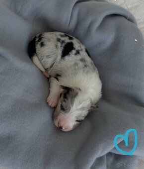 Border kólia s PP - 7