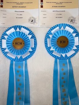 Bengálsky kocúr s PP na krytie - 7