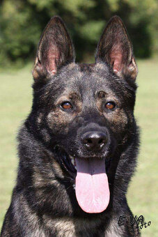 Nemecký ovčiak s PP - 7