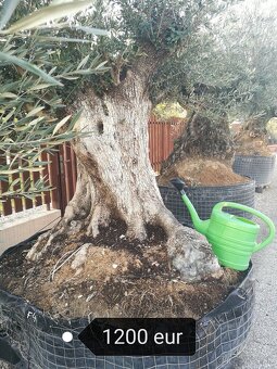 Olivovnik bonsai - 7