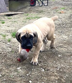 Boerboel štěně FCI pp - 7