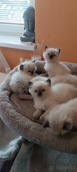 Ragdoll mačiatka, mačka - 7