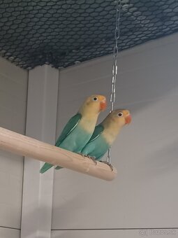 Agapornis fischeri - 7