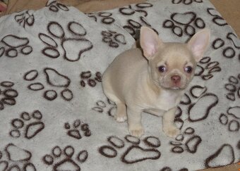 civava krátkosrstá,dlhosrstá. - 7