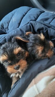 Yorkshirsky terier mini - 7