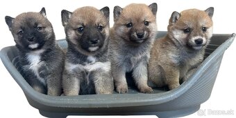 Shiba inu - 7