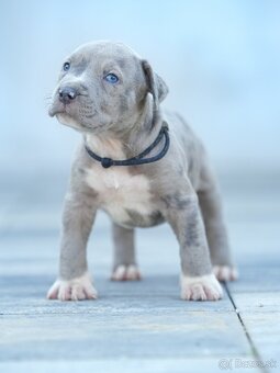 American bully xl, pitbull xxl - 7