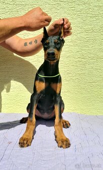 KUPIROVANÉ ŠTENIATKA DOBERMANA S PP FCI - 7