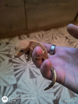 Pagekón riasnaty / Gekončik čínsky (Goniurosaurus hainanensi - 7