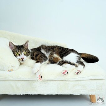 Kocúrik ERVIN hľadá domov - 7