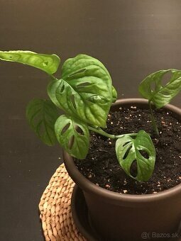 monstera adansonii - 7