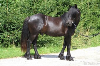 Fell  pony  pripustanie - 7