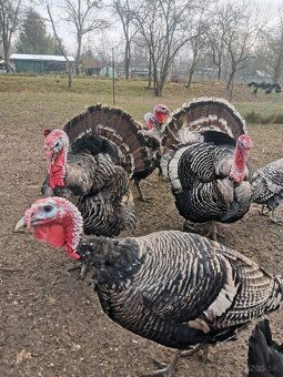 Morka NARAGANSET - 7