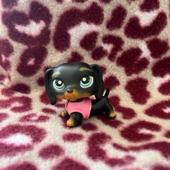 littlest pet shop jazvečík, kólia , čau čau - 7