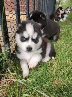 Sibirsky Husky - 7