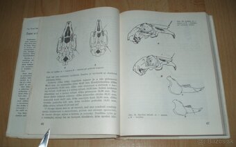 Zajac a králik - 7