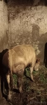 Predám jalovicu a býka - 7