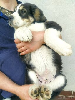 stredoázijský ovčiak - 7