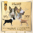 Bull terrier / Bullterier / Bulteriér šteniatka s PP - 7