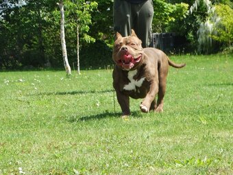 American bully - 7