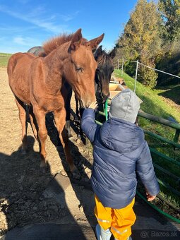 Appaloosa s pp - 7