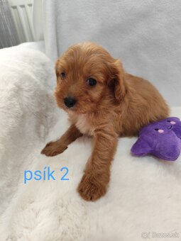 Cavapoo - 7