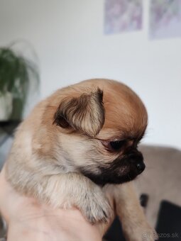 Čivava dlhosrstá, chihuahua, Solubist Dog KENNEL 💙💙 2 boy - 7