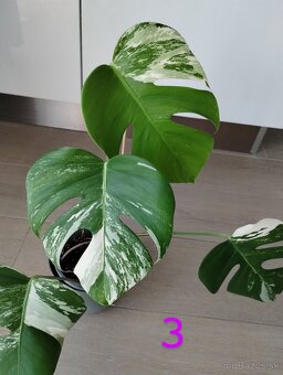 Monstera albo variegata - 7