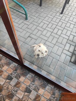 Darujem steniatko - 7