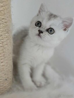 Britské mačiatka chinchilla - 7