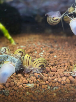 Slimák Mini ampulária špirálová - 7