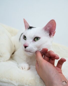 Kocúrik NEMO hľadá domov - 7