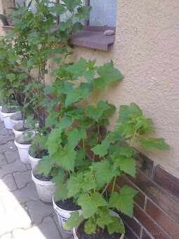 josta, goji, čierne červené ríbezle , egreš ,černice. - 7