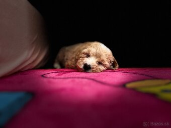Krytie maltipoo - 7
