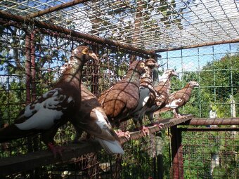 Predám poštové holuby Meulemans - 7