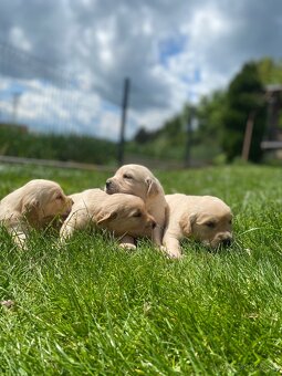 Zlatý Retriever - 7