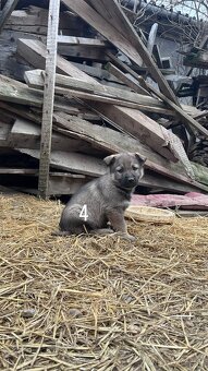 predám 7-týždňové šteniatka - 7