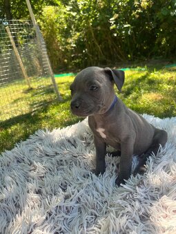 Americký stafordšírsky teriér - Amstaff - 7