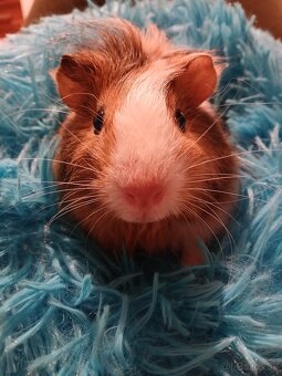 Morské prasiatko - 7