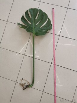 Monstera deliciosa - zakorenená - 7