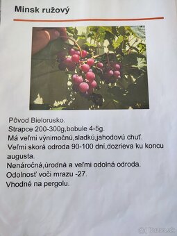 Predám sadenice viniča - 7