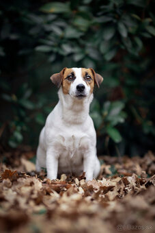 Jack russell teriér - 7