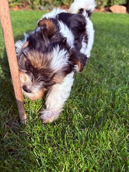 Yorkshire biewer - 7